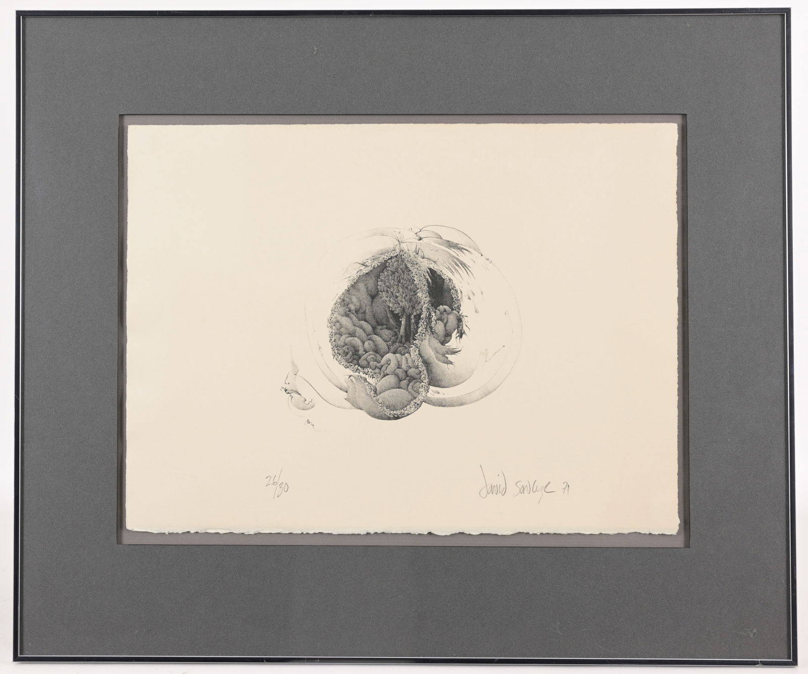 David Savage (20th C.) Pomegranate: David Savage (20th C.) Pomegranate Pencil signed and numbered (26/30) lower margin. Sight Size: 11 x 15 in. Overall Framed Size: 18 x 21 in. Framed behind glass.