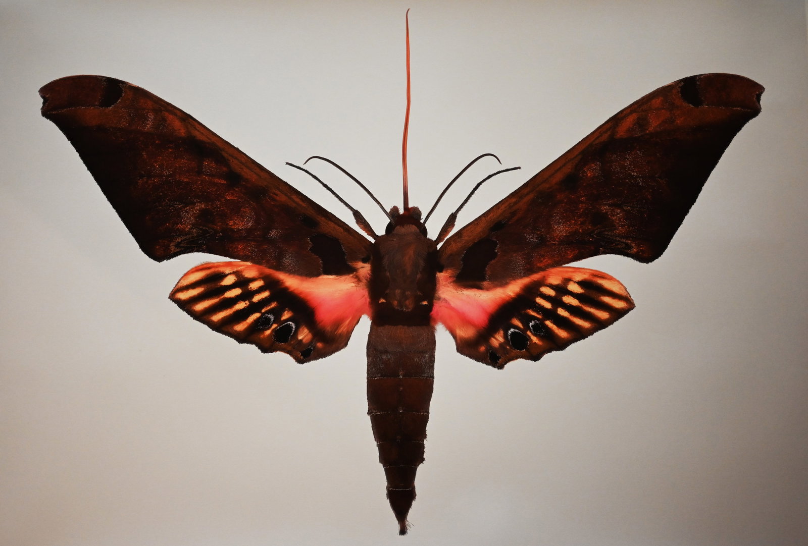 Dr. Joseph Scheer - "Adhemarius sexoculata" (1 of 5)