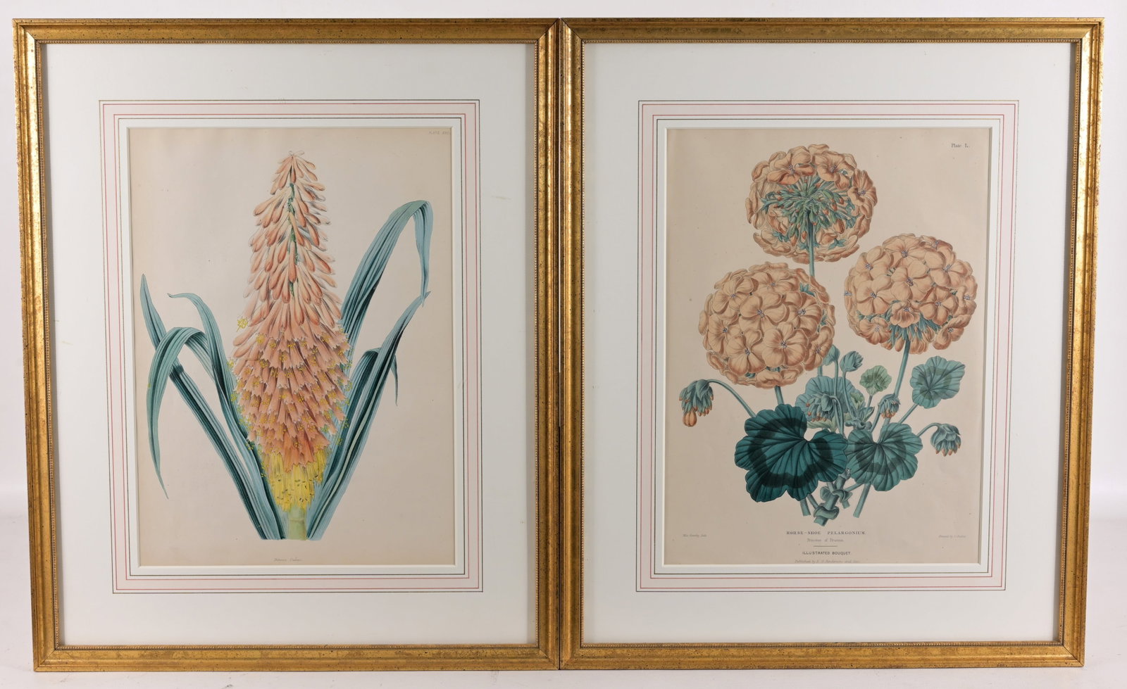 (2) Edward Henderson - Floral Lithographs: (2) Edward George Henderson (1783 - 1876) "Tritoma Uvaria" "Pelargonium zonale" Hand colored Lithographs. Image Size: 13.75 x 10 in. Overall Framed Size: 20.25 x 16.5 in. Framed behind glass.