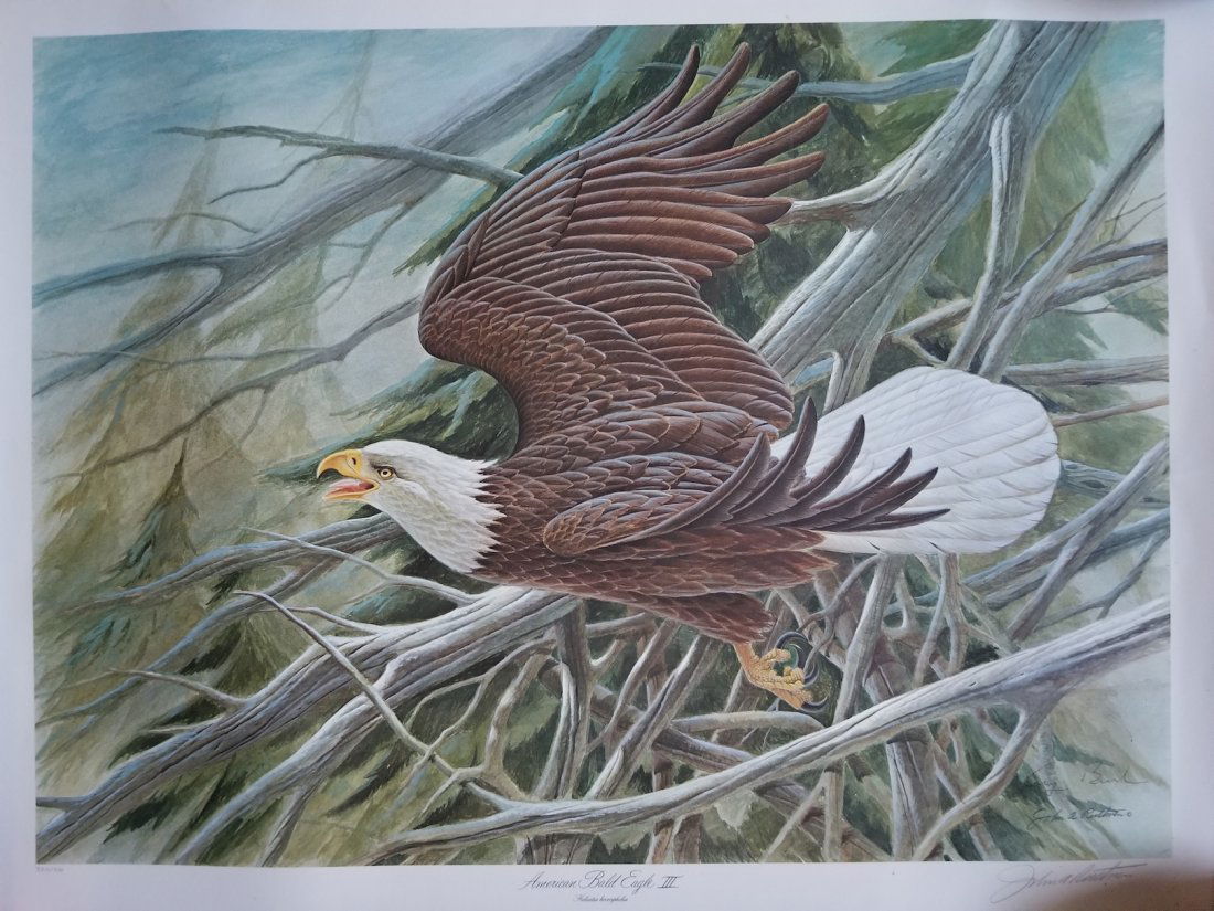 American Bald Eagle III by John A. Ruthven (1 of 3)