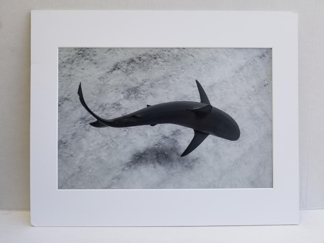 Wildlife Photographer Lazaro Ruda: Wildlife Photographer Lazaro Ruda -Caribbean reef shark S curve.Photo Size: 18 x 12 inches Frame Size: 20 x 16 inches