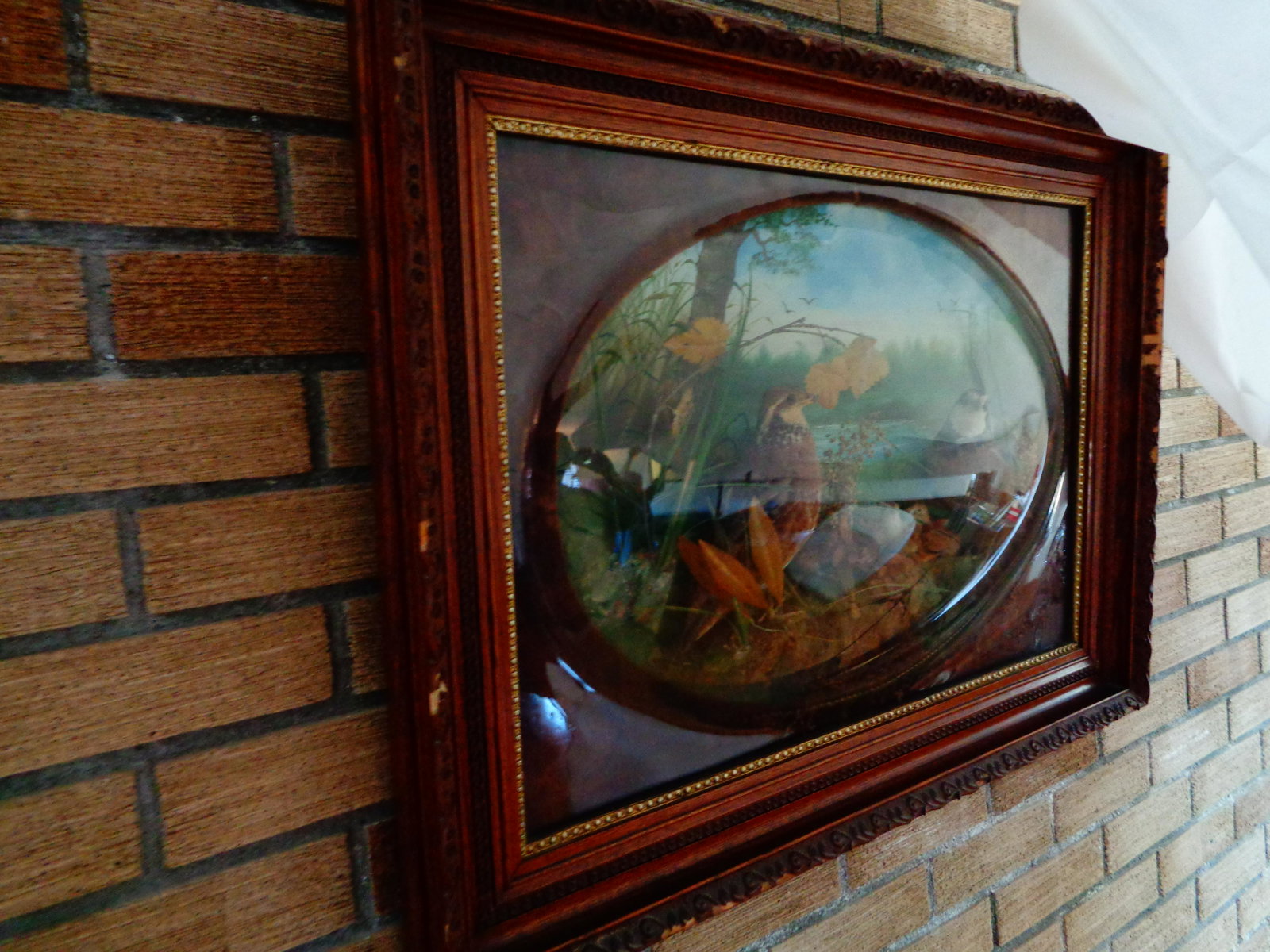 Antique bird terrarium: Gorgeous vintage condition - petruding curved bevaled glass nature scene 2 birds 3 babies hand painted back drop w/ velvet cloth 32in longx23.5 tallx5inch