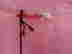 item-129067081=2