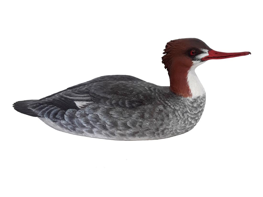 Tony Bendig's Merganser Decoy Carving (1 of 4)