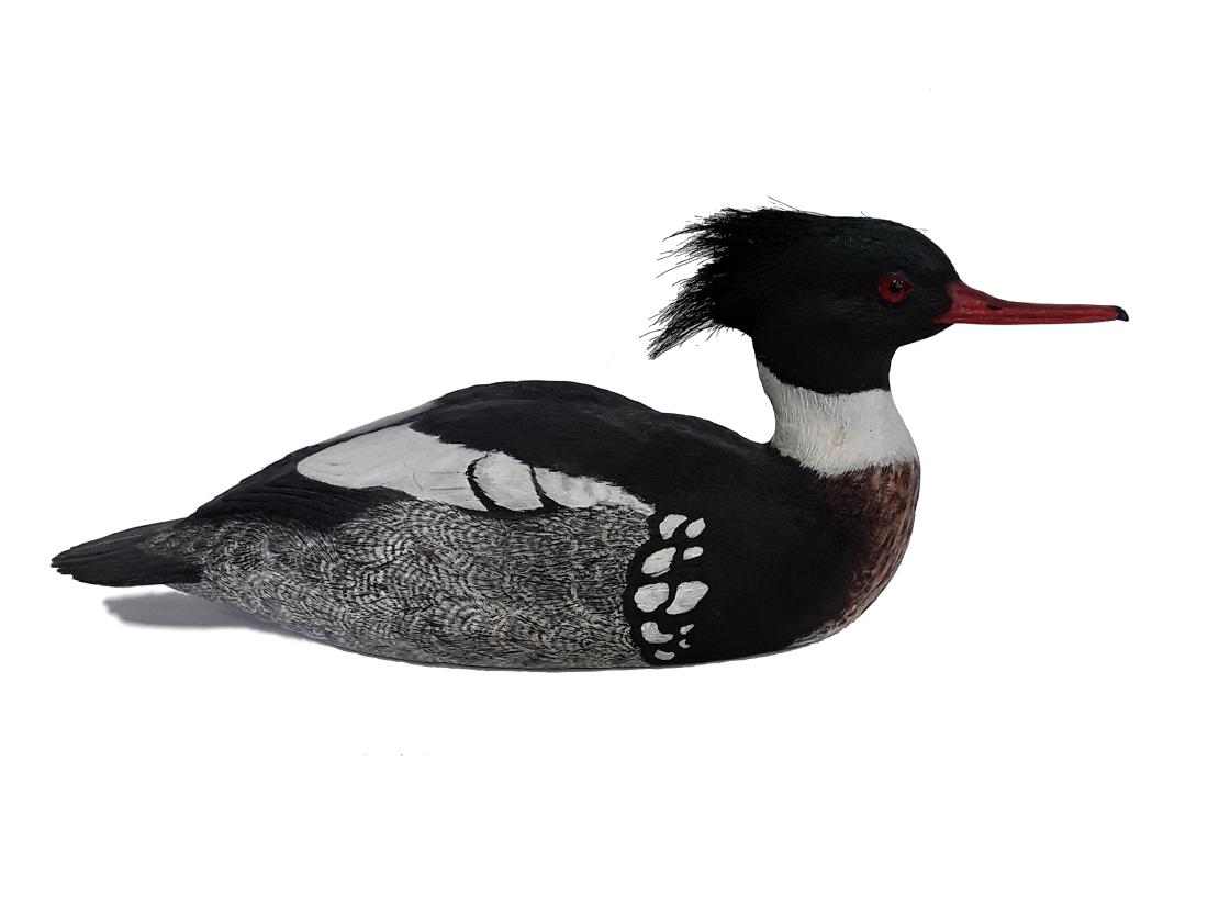 Tony Bendig's Red Breasted Merganser Decoy Carving (1 of 4)