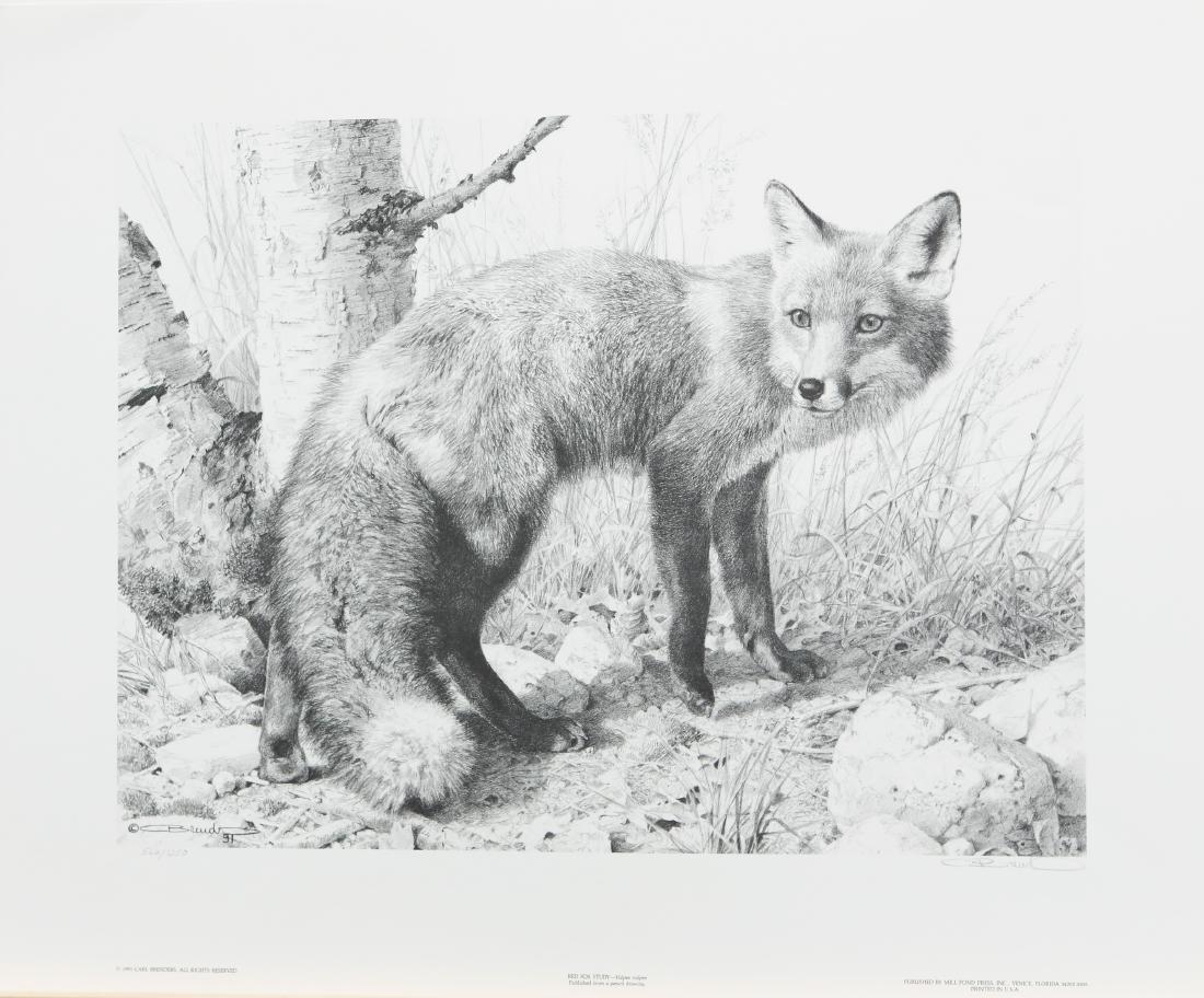 Carl Brenders' Red Fox Study" Limited Edition Print: Carl Brenders' "Red Fox Study" limited edition print signed and numbered 566/1250. This print is in mint condition and has never been framed. 12" x 15 1/2"