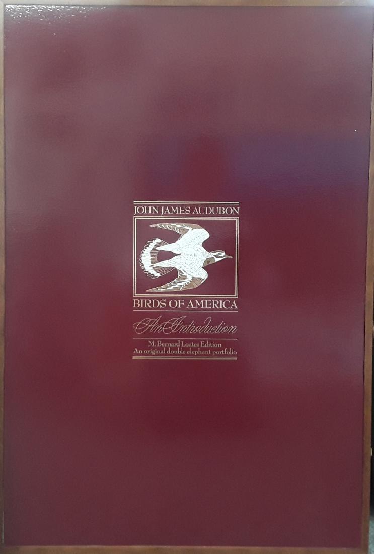 John James Audubon's 'Birds of  America'- M. Bernard (1 of 10)