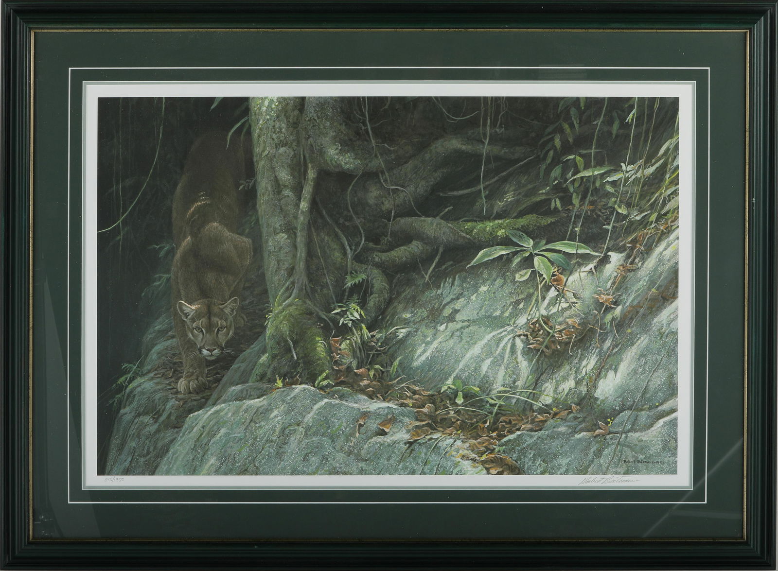 Robert Bateman's "Path of the Panther" LE Print: Robert Bateman's "Path of the Panther" limited edition print, signed and numbered 345/1950. This piece has been professionally double matted, and custom framed under glass. Image-20 1/2" x 31" . Frame