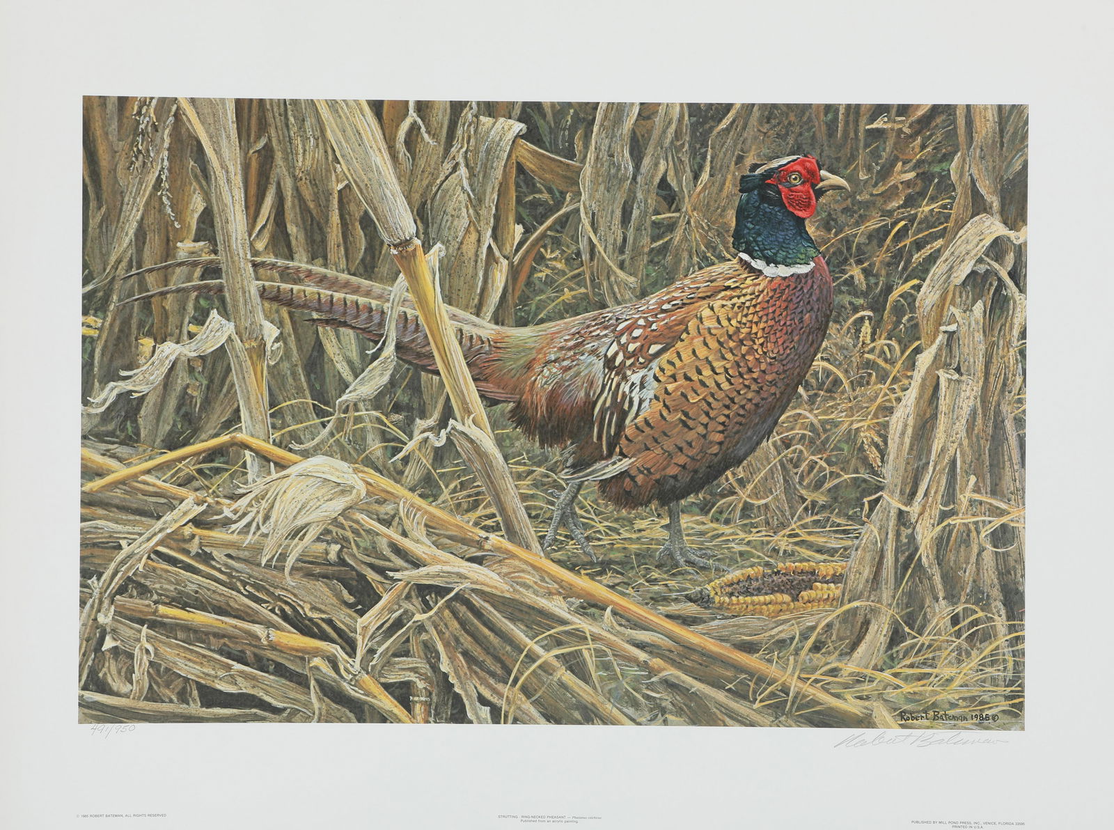 Robert Bateman's "Strutting - Ring-Necked Pheasant" LE: Robert Bateman's "Strutting - Ring-Necked Pheasant" limited edition print, signed and numbered 491/950. This print is in mint condition, in its original folder. Image- 15 1/3" x 23 1/4". Paper- 20 3/4