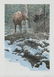 John Seerey-Lester's "Hidden Admirer - Moose" LE Print