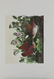 John James Audobon's "Birds of America" PP LE Prints - 3