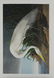 John James Audobon's "Birds of America" PP LE Prints - 4