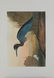 John James Audobon's "Birds of America" PP LE Prints - 5