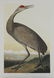John James Audobon's "Birds of America" PP LE Prints - 6