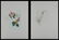 John James Audobon's "Birds of America" PP LE Prints - 9