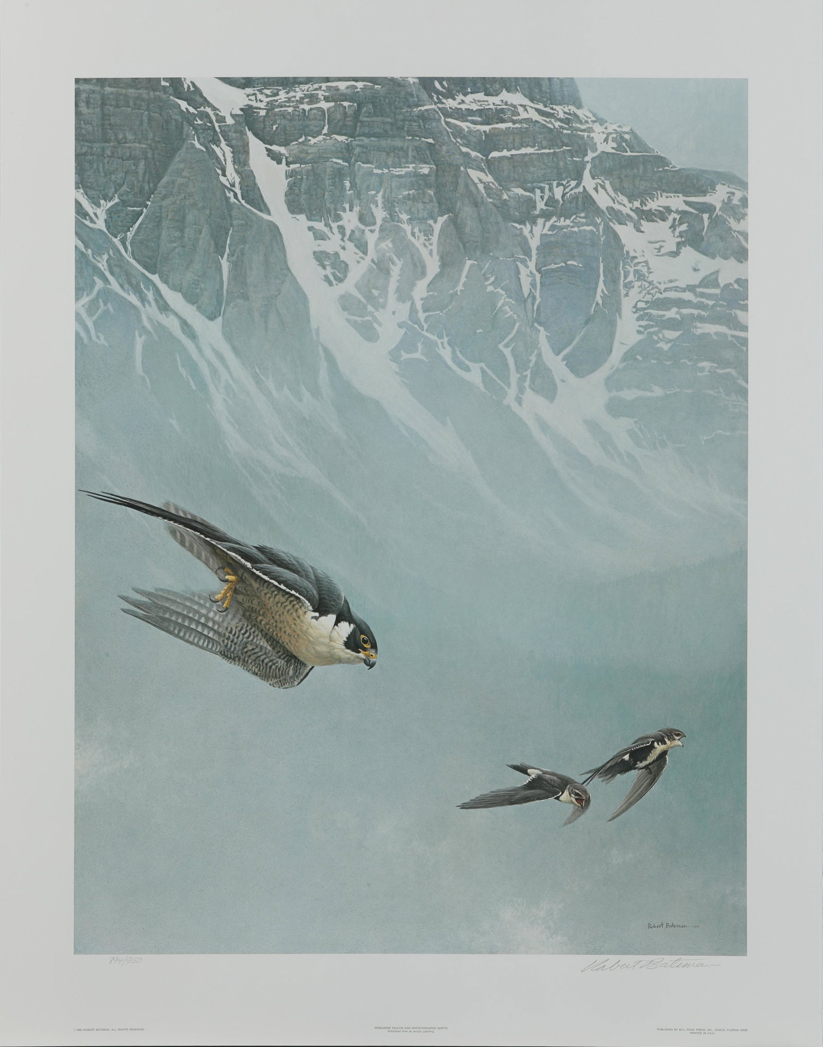 Robert Bateman's "Peregrine Falcon And WhiteThroated: Robert Bateman's "Peregrine Falcon And WhiteThroated Swifts" limited edition print. World-travelled and well versed, Bateman always tells a great story about each of his creations. Here is what he has