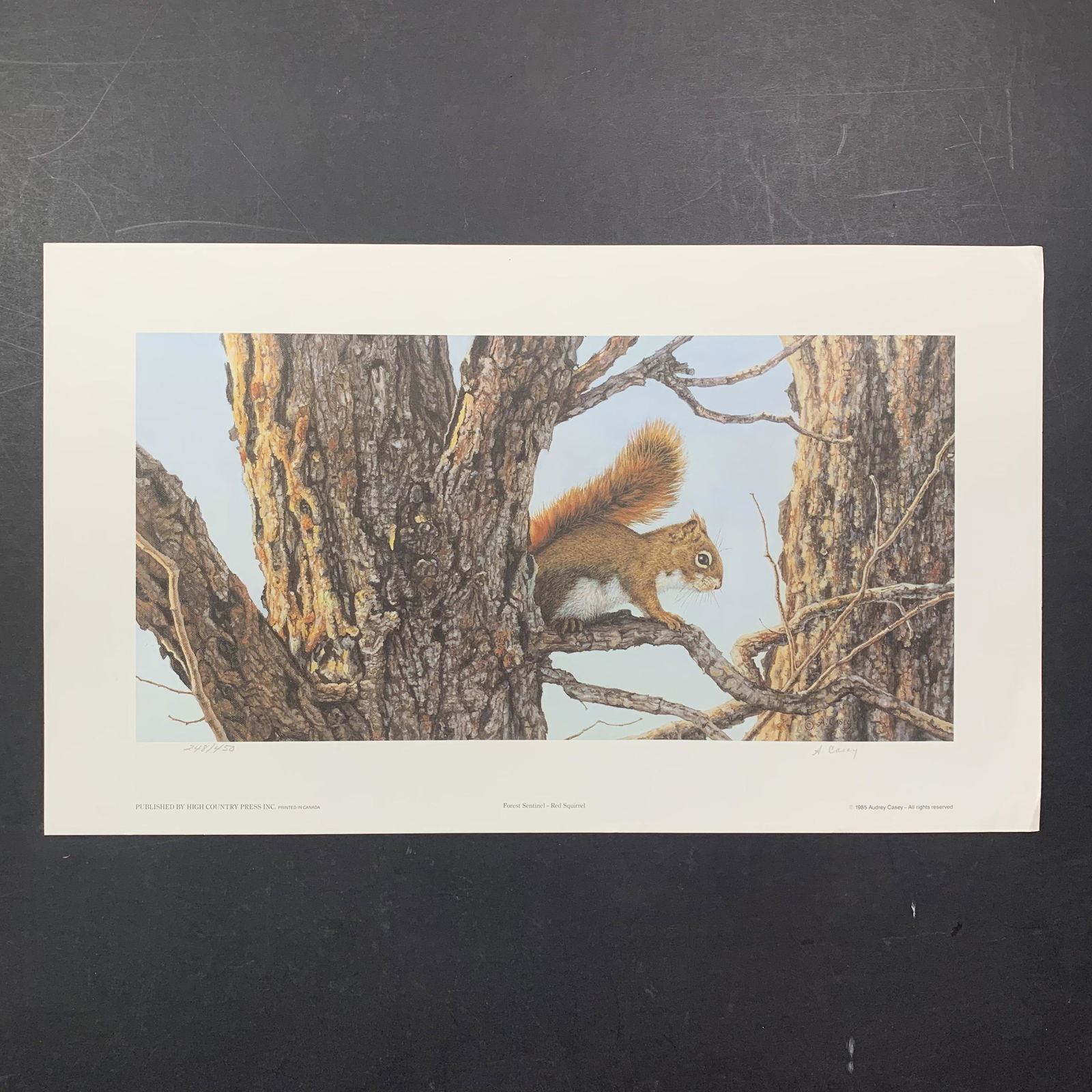 Audrey Casey's "Forest Sentinel - Red Squirrel" Limited Edition Print (1 of 1)
