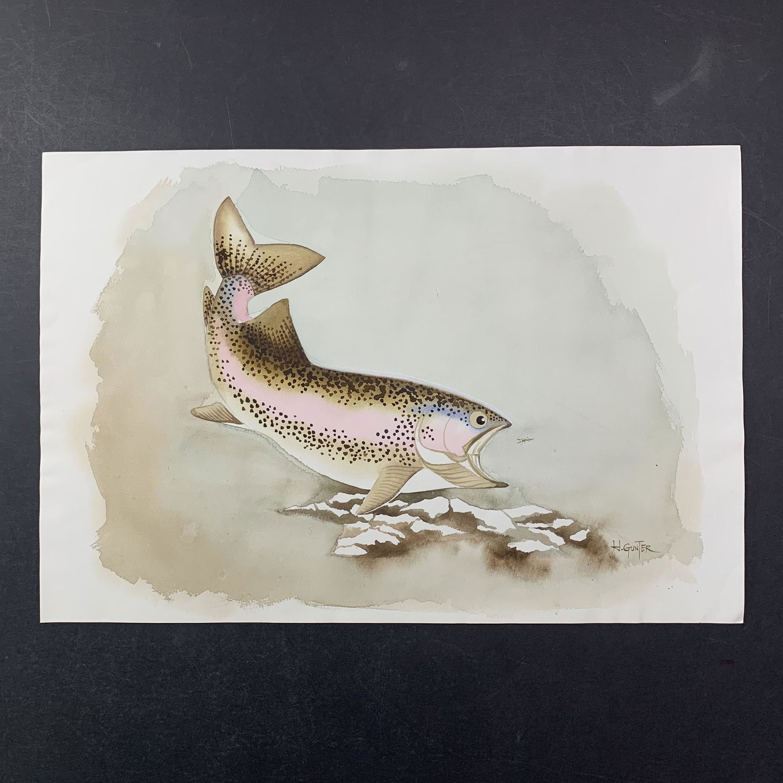 H. Gunter's "Rainbow Trout" Original Print (1 of 1)