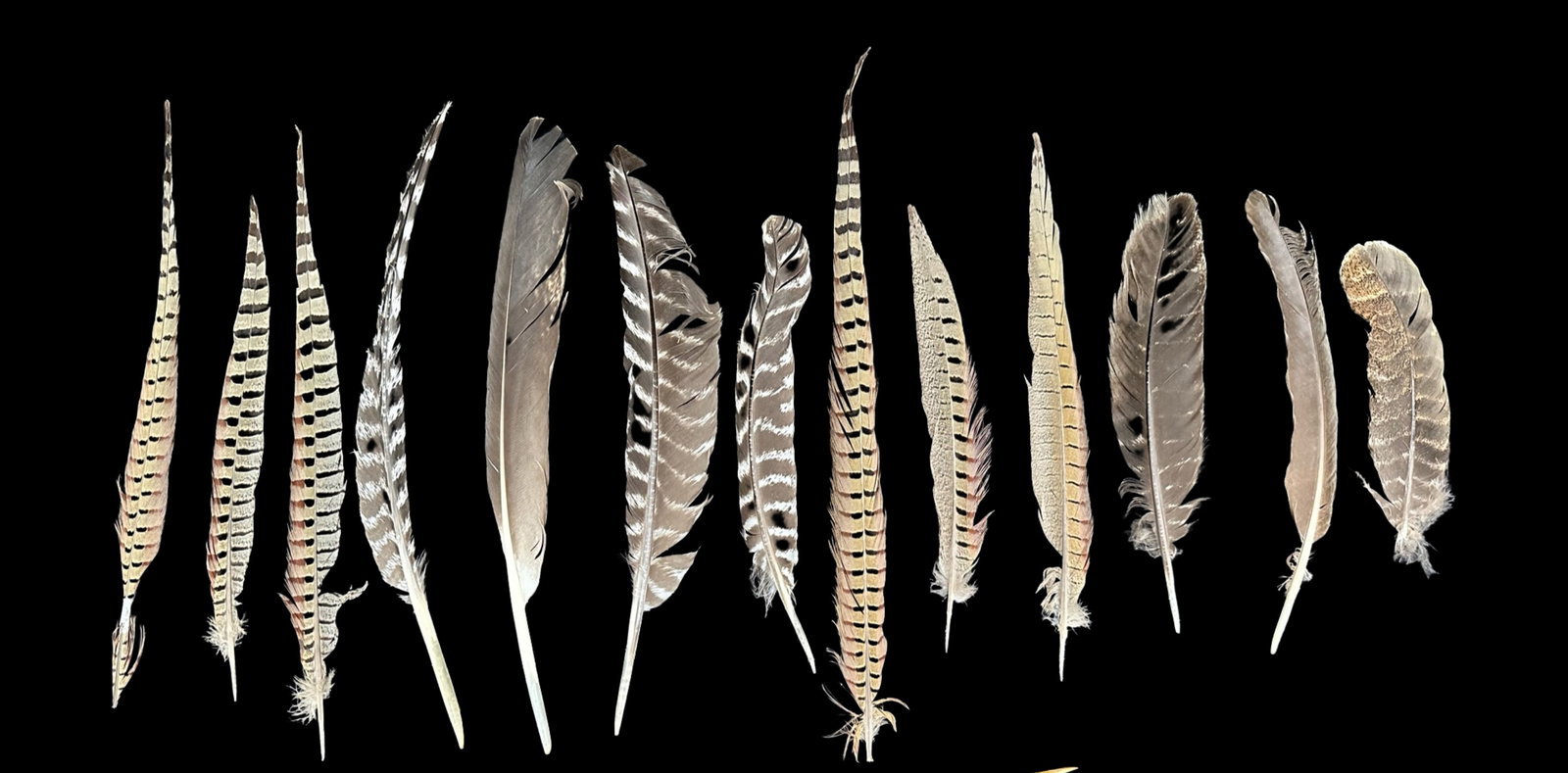 Authentic Bird Feathers: A grouping of thirteen authentic rare bird feathers. Each is in great to excellent condition, with fantastic colours and patterns. Collectibles, Estate, Wildlife. Shortest: 7 3/4" long. ; Longest: 18