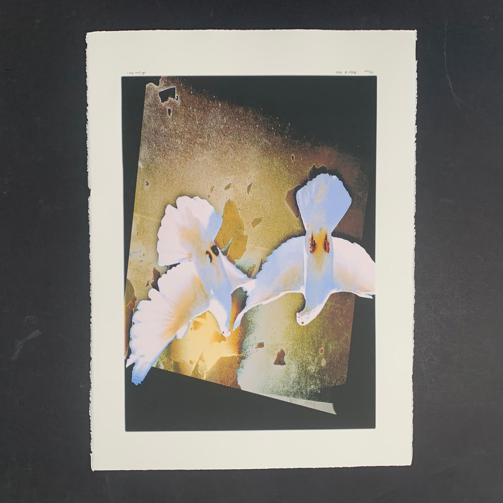 Michael Knigin's "Patch of Gold" Limited Edition Print: Michael Knigin's "Patch of Gold" limited edition print, signed lower right and numbered 75/200 lower left. This piece is of two white doves in flight, and is in excellent condition. Image: 24 1/4" x 1