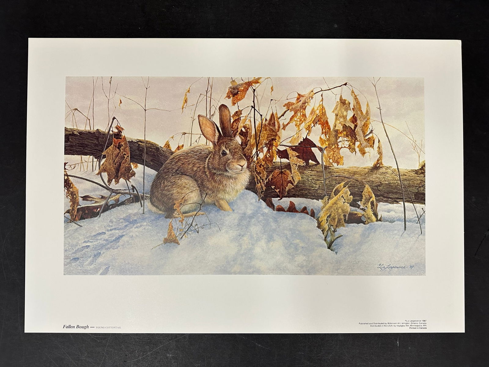 Liz Lesperance's "Fallen Bough - Young Cottontail" Limited Edition Print (1 of 1)