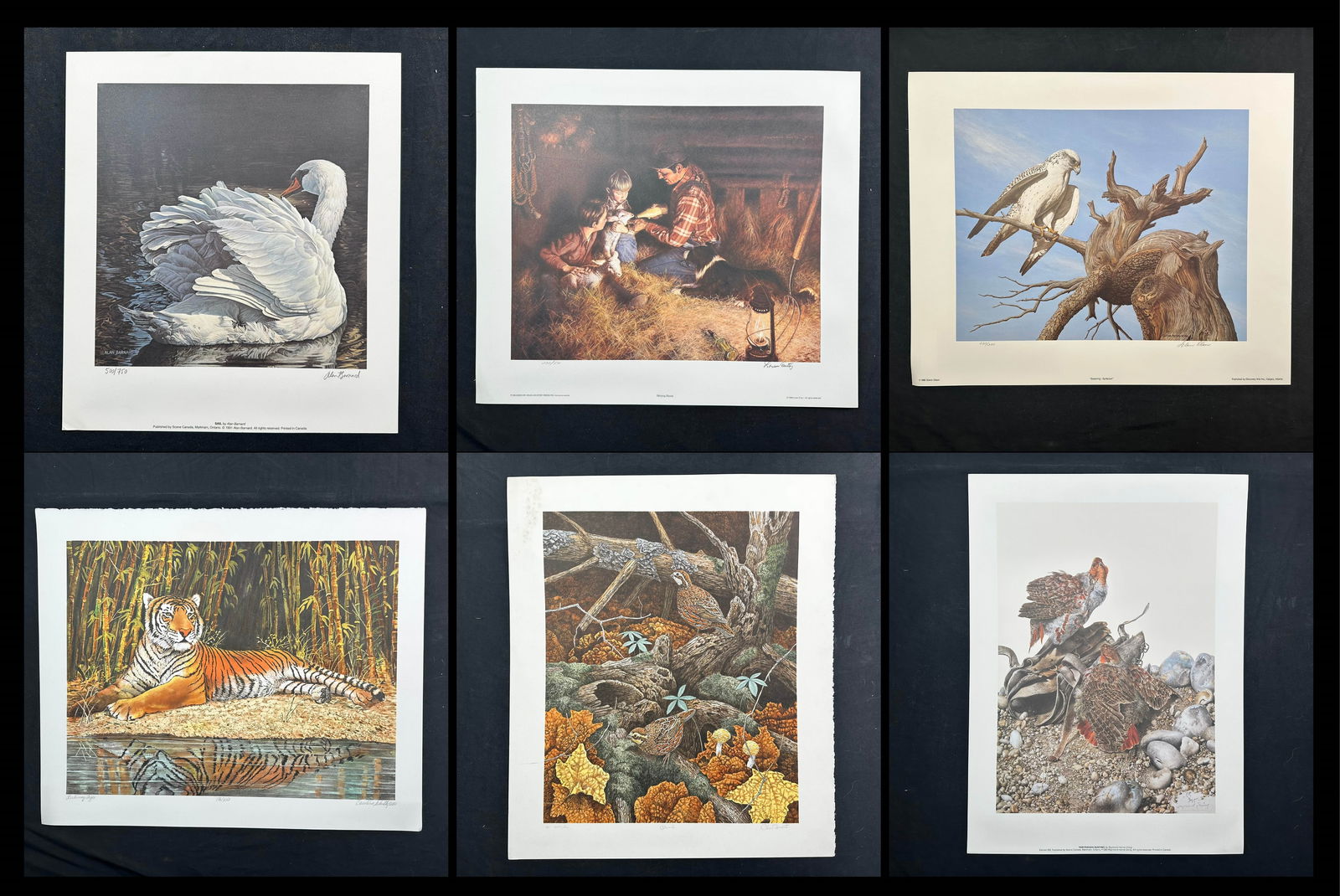 Wildlife Limited Edition Prints (1 of 7)