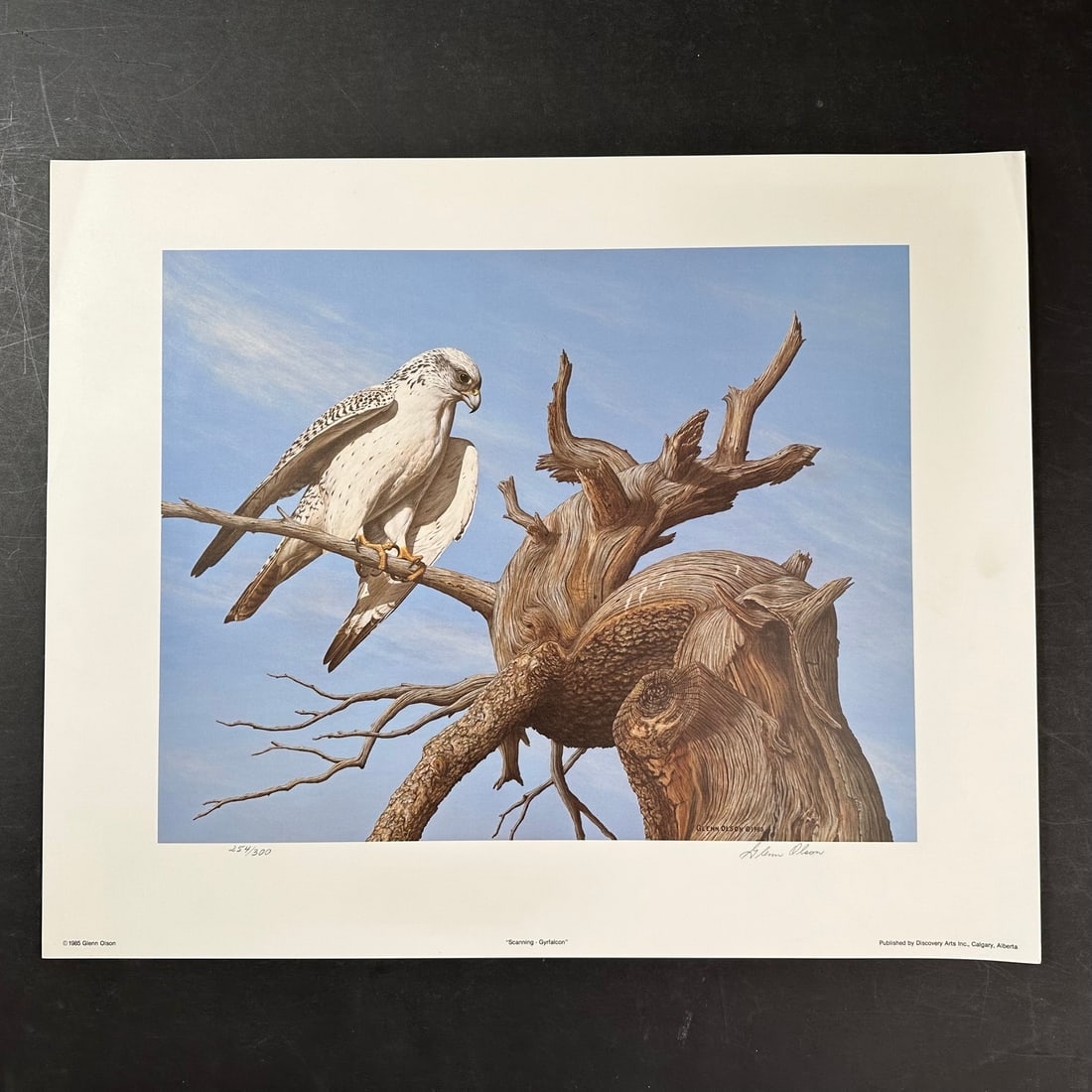 Glenn Olson's "Scanning - Gyrfalcon" Limited Edition Print (1 of 1)