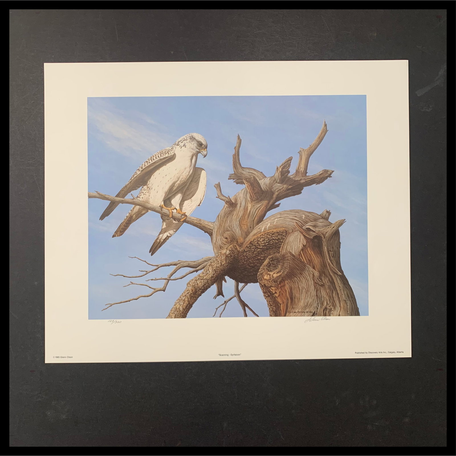 Glenn Olson's "Scanning - Gyrfalcon" Limited Edition Print: Glenn Olson's "Scanning - Gyrfalcon" limited edition print, signed lower right and numbered 129/300 lower left. This piece is of a gyrfalcon perched on a branch at the top of a tree. This piece is in