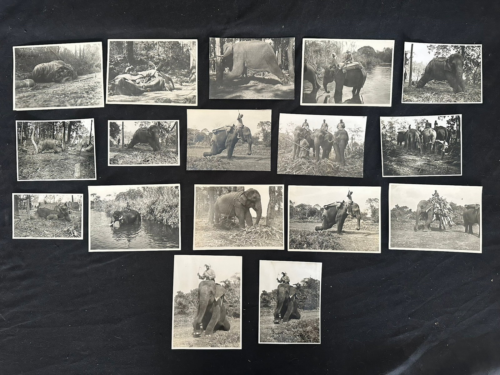 India a group of 17 original black and white photographs of elephant in training , believed to be (1 of 5)