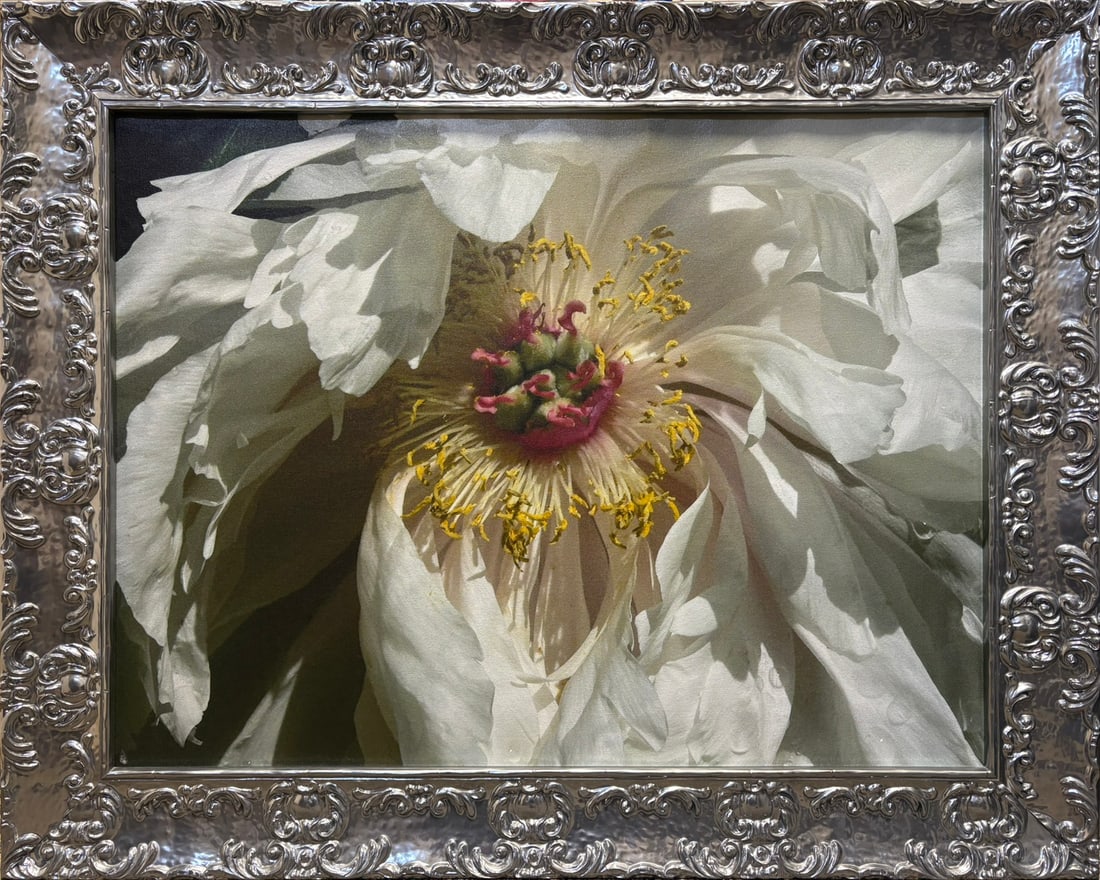 Large White Peony Botanical Floral Art Print - Macro Blossom Study in Ornate Silver-Tone Baroque: An exceptionally decorative large-format botanical composition centered upon the dramatic close-up of a white peony blossom, presented in a substantial and elaborately ornamented silver-tone frame in 