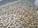 MAGNIFICENT AUTHENTIC PERSIAN KASHAN RUG 9'.9"X13'.0" - 4