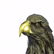 American Bald Eagle Bronze Bust Sculpture - 6