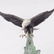 Eagle Bronze Statue - 6