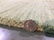 TEXTURE DESIGN HAND MADE WOOL RUG 5x8 - 4