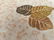 MAGNIFICENT MODERN HAND KNOTTED CARVED WOOL RUG 6x9 - 2