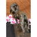 Real Cast Bronze Marble Statue Gun Dog Retriever Rabbit - 4