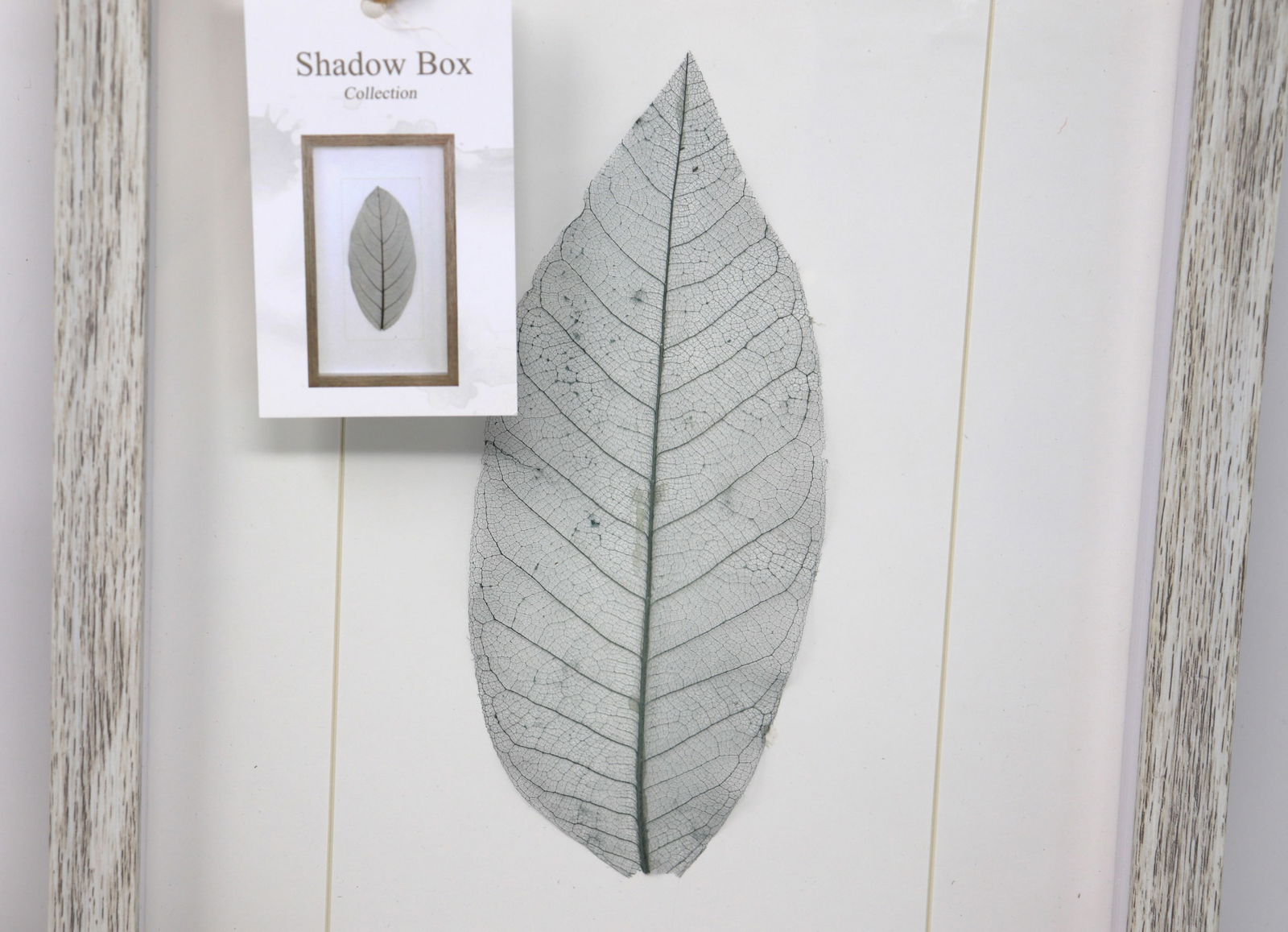 Leaf Shadow Box Collection - 6