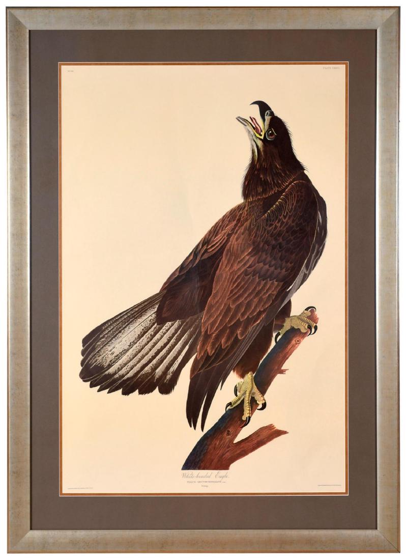 Audubon Print White Headed Eagle Amsterdam Edition (1 of 4)