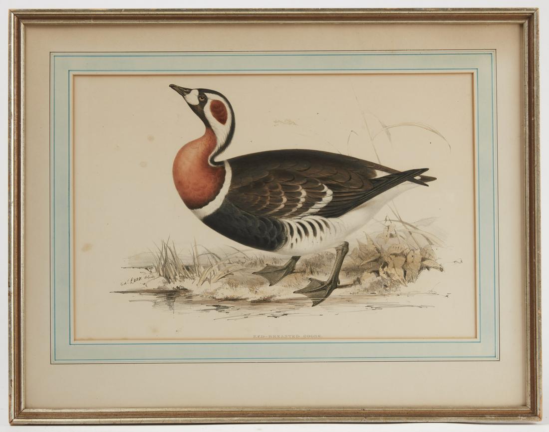 Red Breasted Goose - Edward Lear: Frame size: H 21-1/4, W 27-1/8"; matt opening: 13-3/4", W 20-1/2", paper size: .