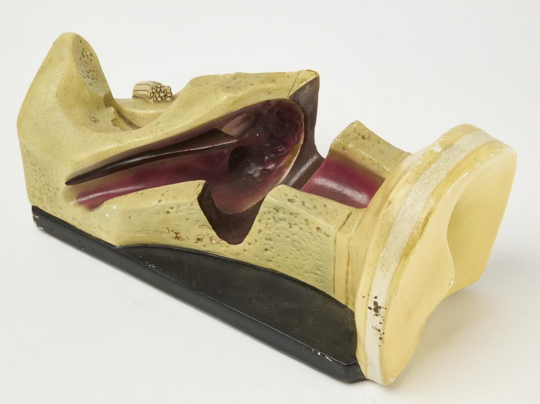 Anatomical Ear Model (1 of 4)
