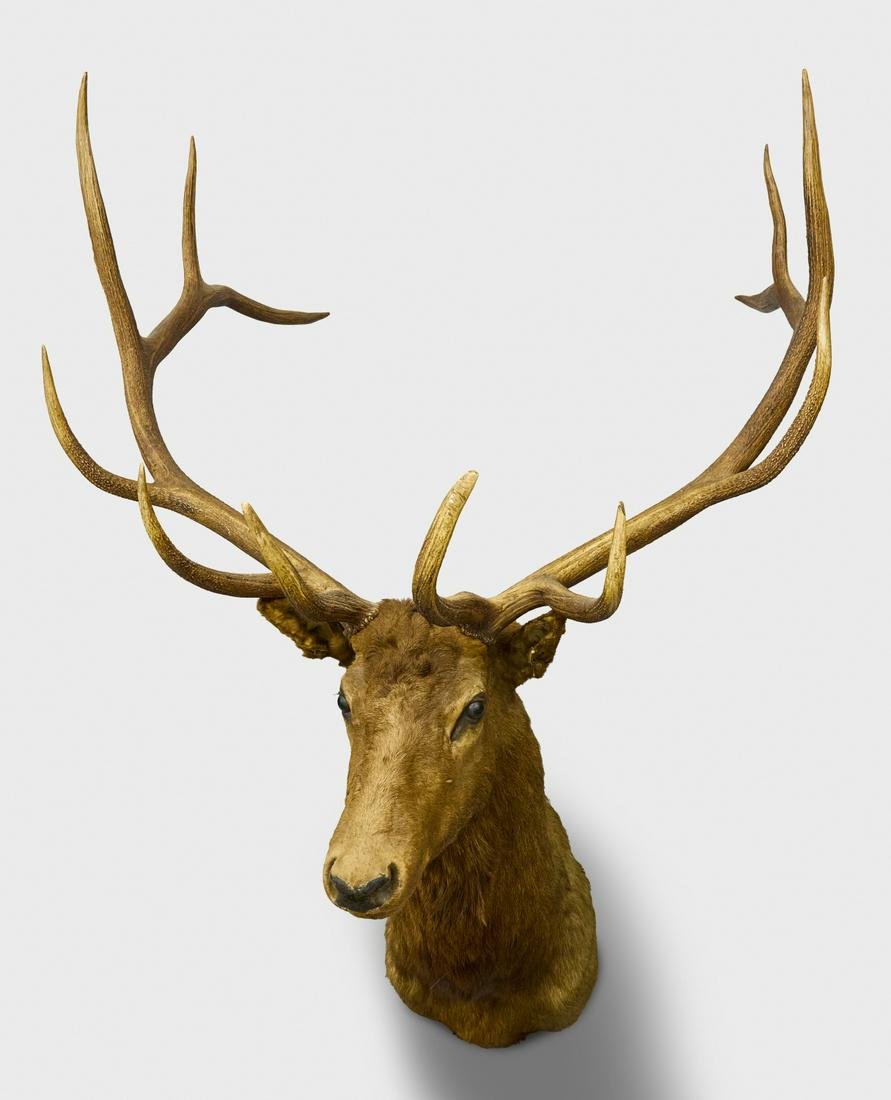 Taxidermist Elk Head: Vintage taxidermist elk head. Property of New Haven Elks Club. H 60" W 48" D 48".