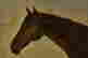 item-137236529=3