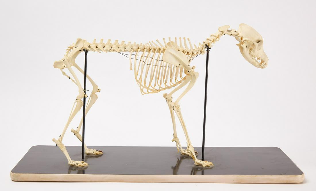 Dog Skeleton: Small dog skeleton. Professionally mounted on base. Condition: Excellent condition. H 16" L 23". Base L 30" W 10" Copy and paste this link for a high-res image: https://www.dropbox.com/sh/z3avpvjip4ei