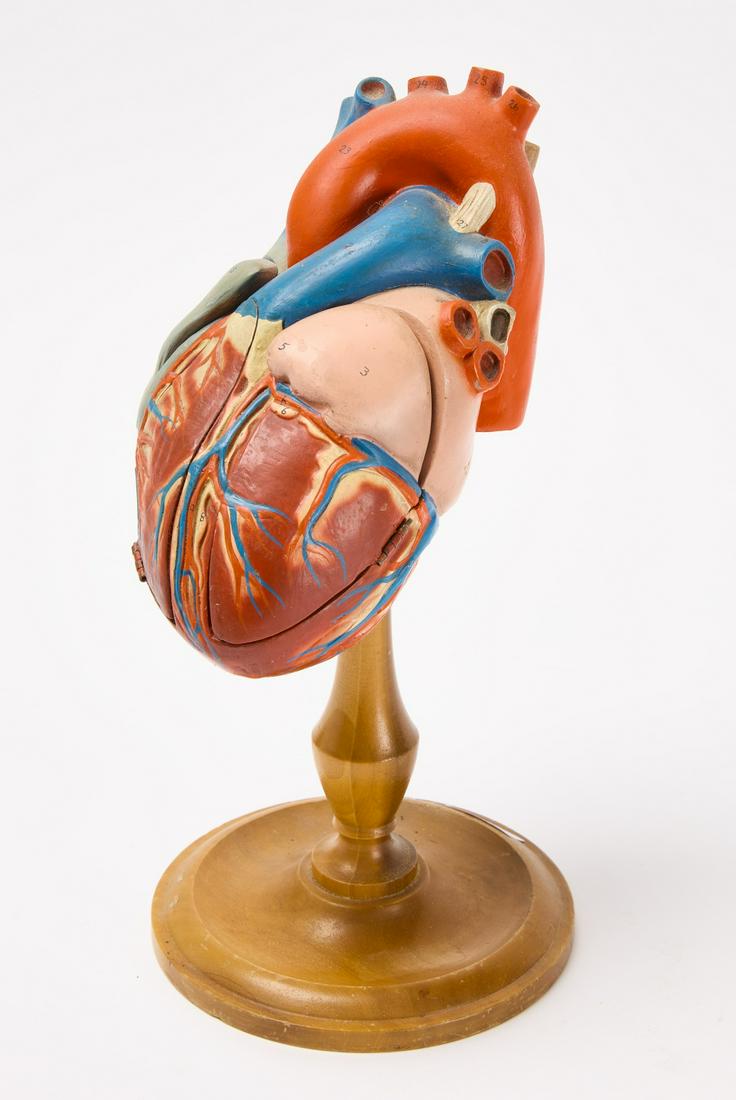 Two Model Hearts (1 of 11)