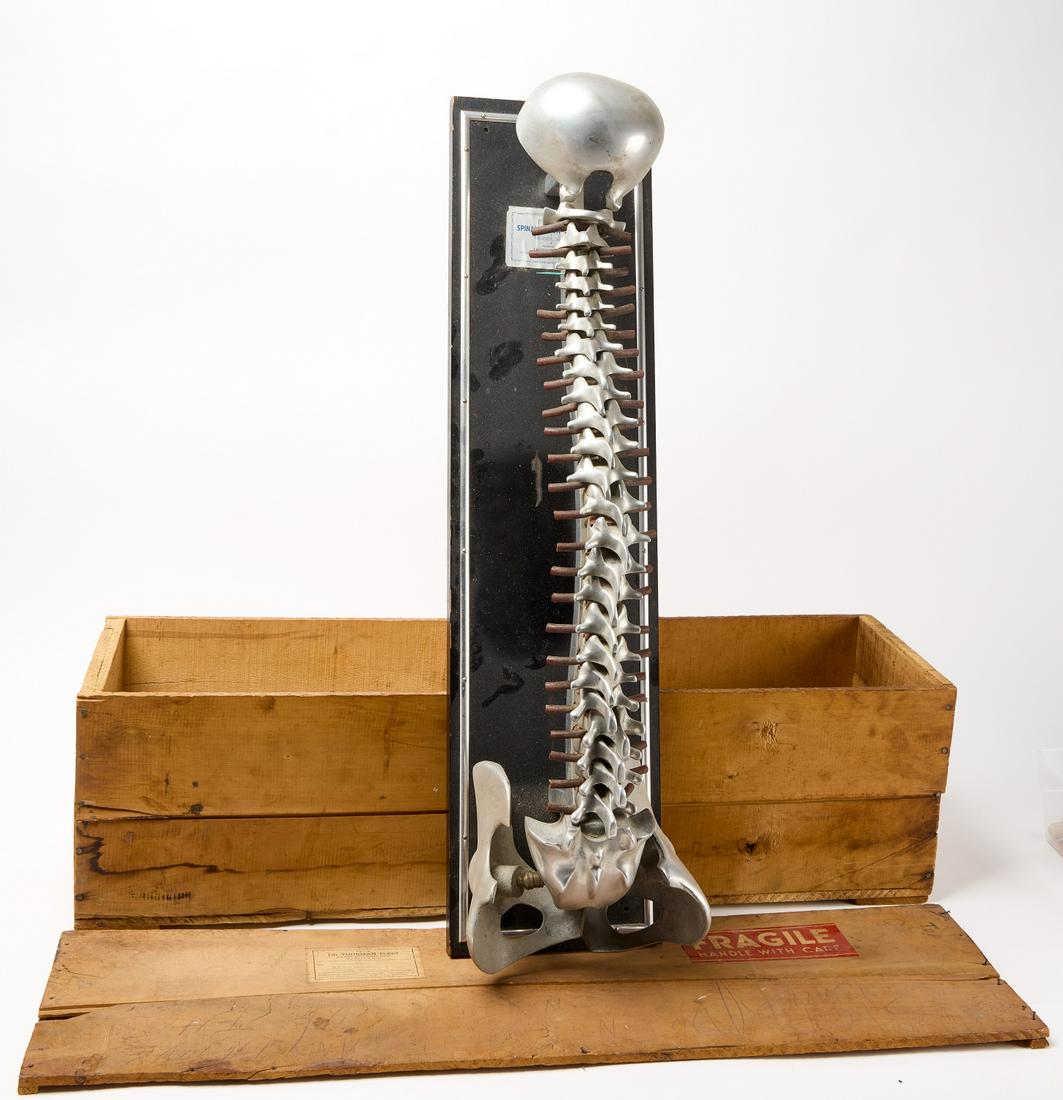 Dr Fleet - Spinal Demonstrator in Box (1 of 4)