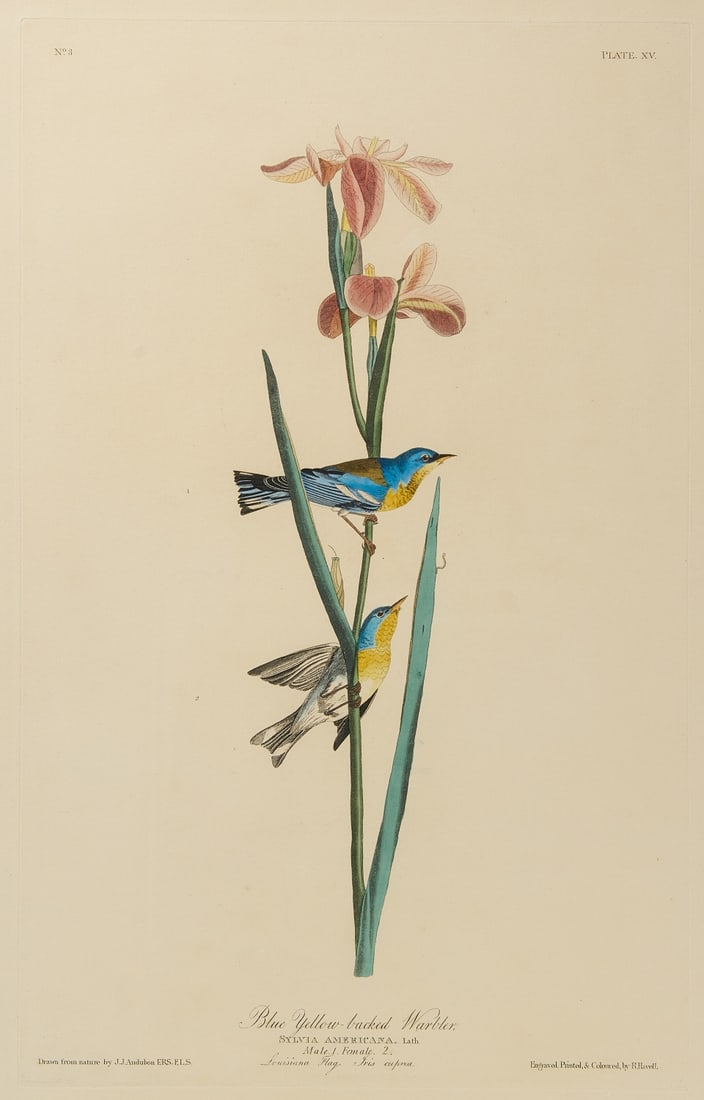 Audobon Print - Blue Yellow Backed Warbler (1 of 4)