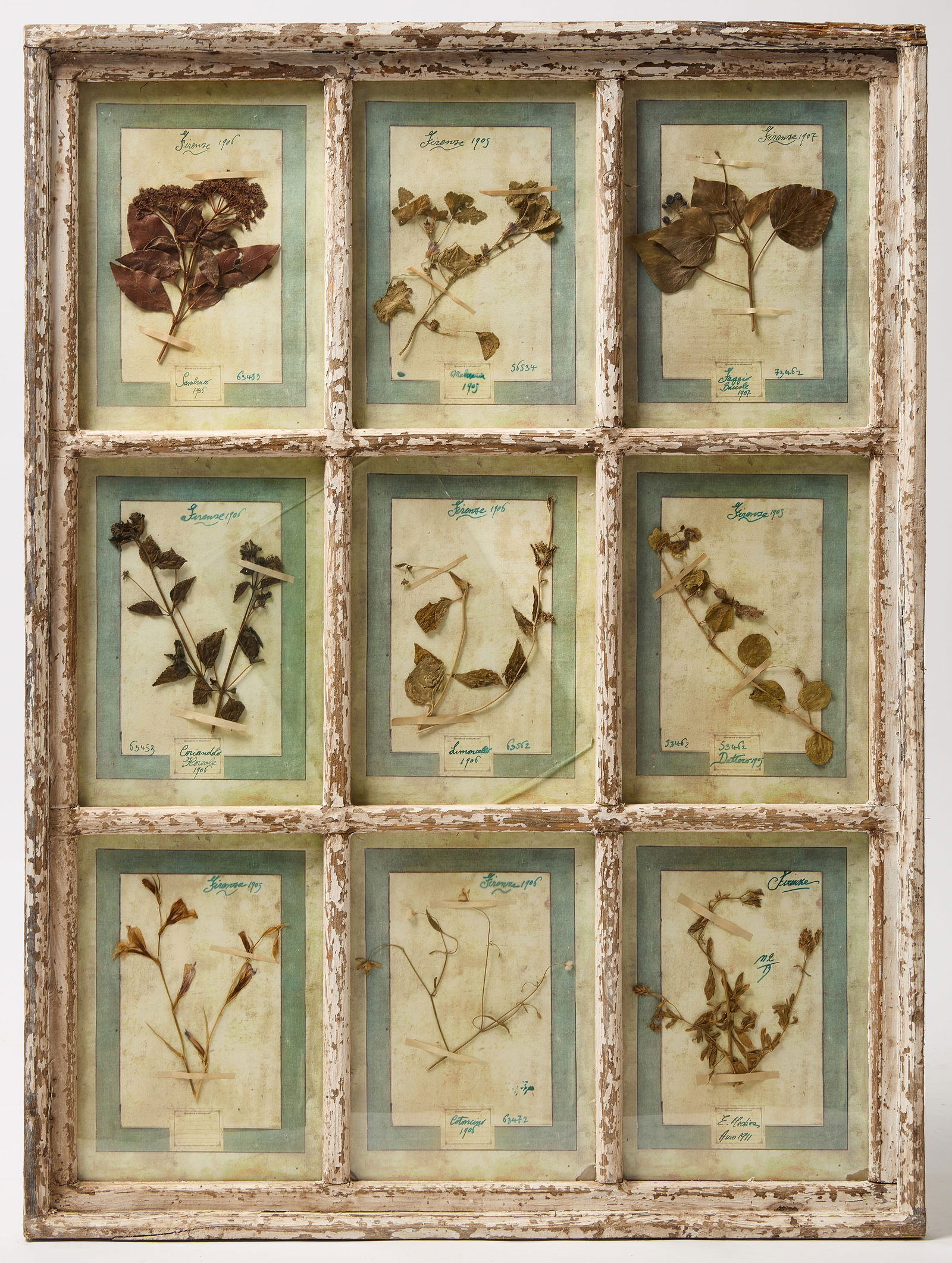 Framed 1905 Florentine Botanicals (1 of 2)