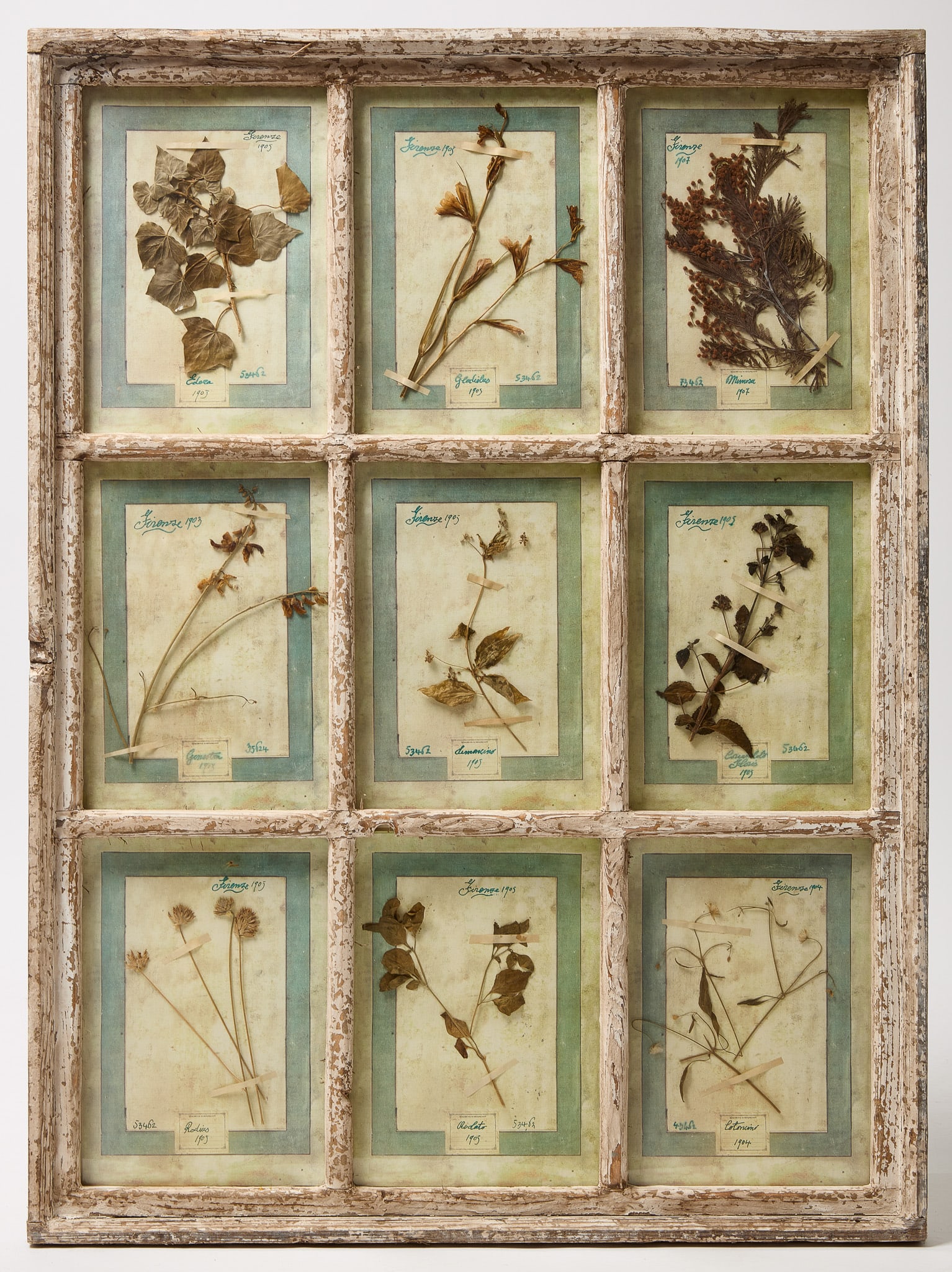 Framed 1905 Florentine Botanicals (1 of 3)