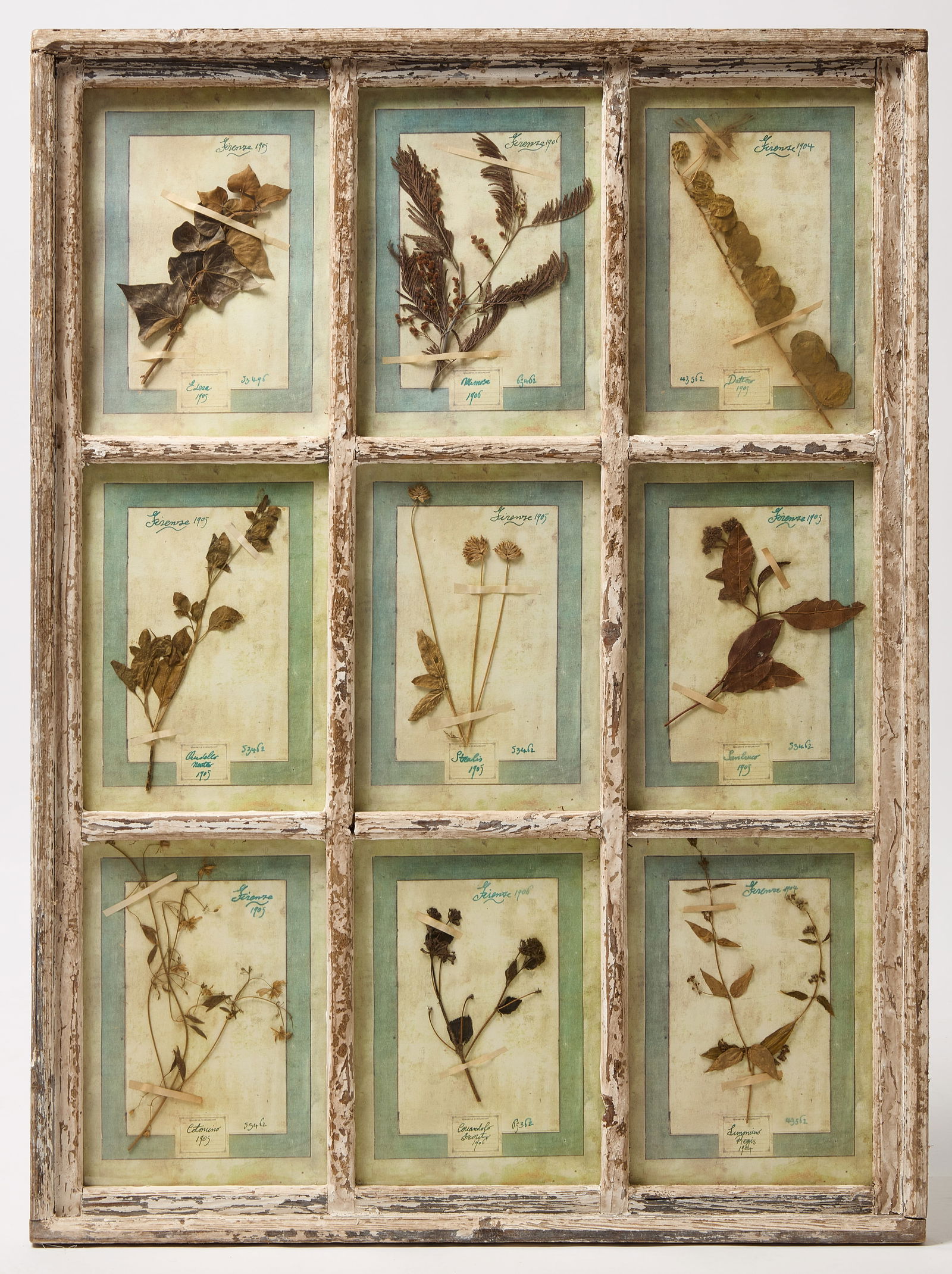 Framed 1905 Florentine Botanicals (1 of 3)