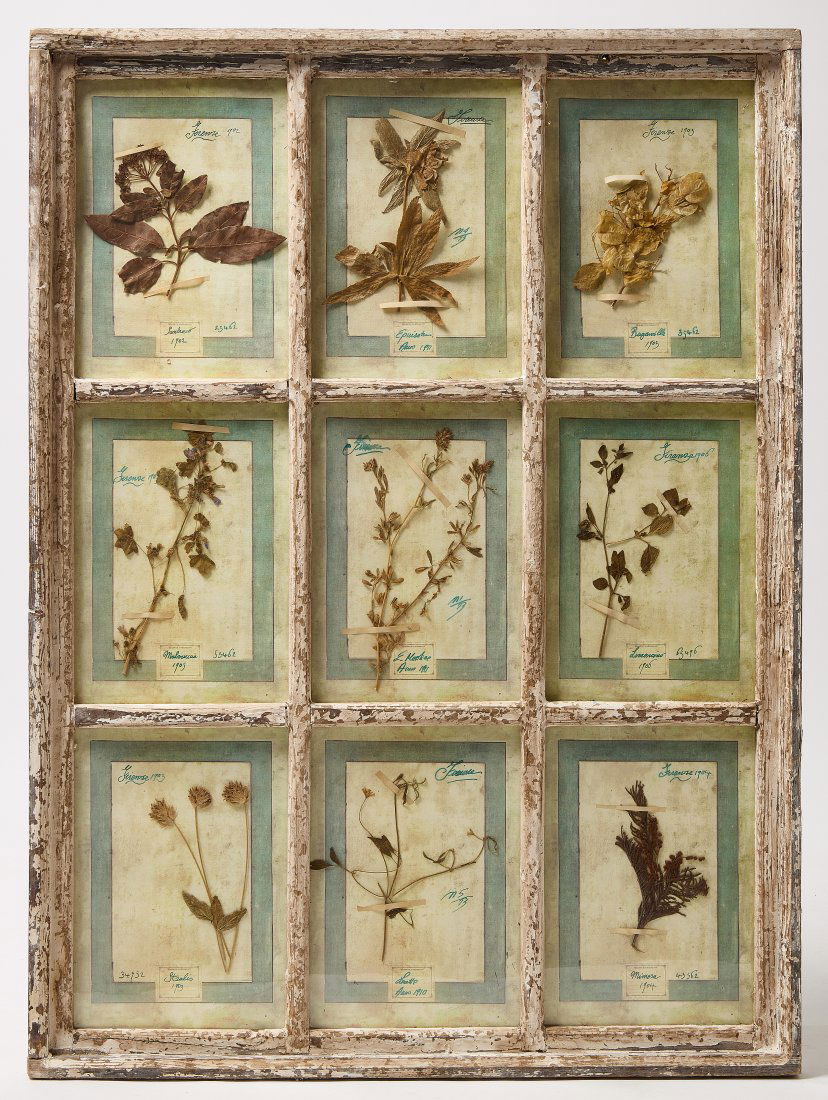 Framed 1905 Florentine Botanicals (1 of 3)